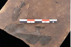 Foto (Detailsansicht) von Quercus palaeoilex Ettingshausen (NHMW-GEO-2024-0188-0813)